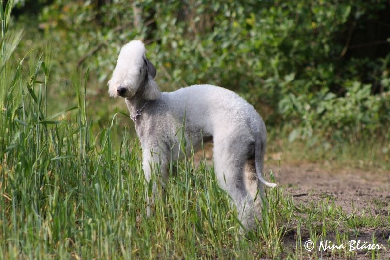Airis Blue Volshebny Svet 2009-06-08 (11).JPG